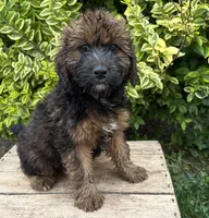 Mya, a female Whoodle for sale in Middlebury, IN – 2 of 4