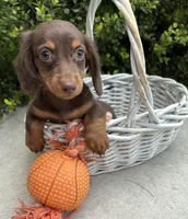 Leo, a male Miniature Dachshund for sale in Middlebury, IN – 4 of 4