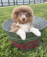 Felix , a male Pomeranian for sale in Middlebury, IN – 4 of 4