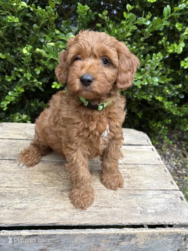 Ace – Miniature Goldendoodle puppy for sale in Middlebury, IN