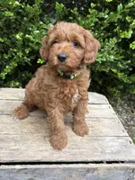 Ace, a male Miniature Goldendoodle for sale in Middlebury, IN – 1 of 4