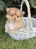 Phoebe , a female Pomeranian for sale in Middlebury, IN – 4 of 4