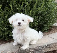Enzo, a male Maltese for sale in Middlebury, IN – 5 of 5