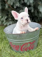 Louie, a male French Bulldog for sale in Middlebury, IN – 4 of 4