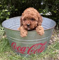 Zoey, a female Cockapoo for sale in Middlebury, IN – 1 of 4