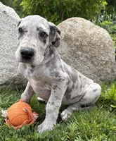 Thor, a male Great Dane for sale in Middlebury, IN – 3 of 4