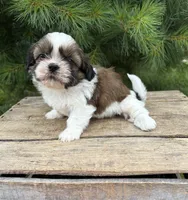 Thomas, a male Shih Tzu for sale in Middlebury, IN – 5 of 5