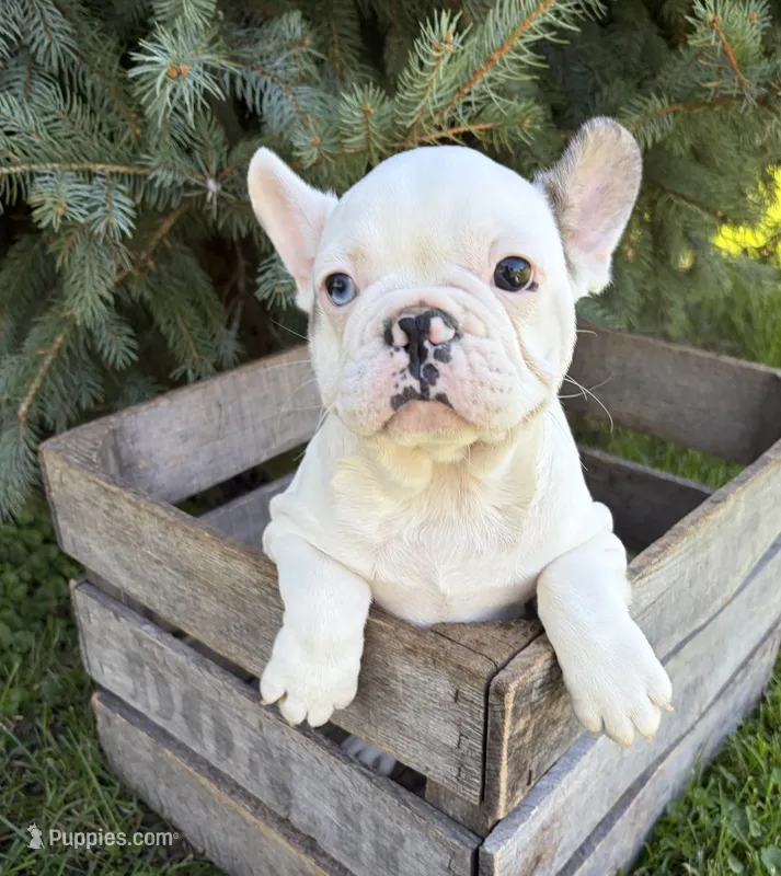 Leo – French Bulldog puppy for sale in Middlebury, IN