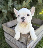 Leo, a male French Bulldog for sale in Middlebury, IN – 1 of 5