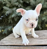 Louie, a male French Bulldog for sale in Middlebury, IN – 3 of 5