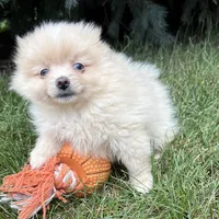 Foxy, a female Pomeranian for sale in Middlebury, IN – 2 of 4
