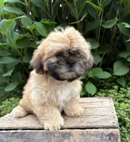 Jackson, a male Shih Tzu for sale in Middlebury, IN – 2 of 4