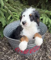 Dexter , a male Bernedoodle for sale in Middlebury, IN – 3 of 4