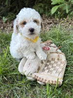 Arlo, a male Havapoo for sale in Middlebury, IN – 5 of 5