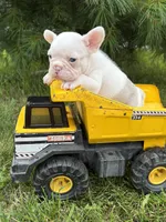 Dallas , a male French Bulldog for sale in Middlebury, IN – 4 of 5