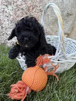 Austin , a male Havapoo for sale in Middlebury, IN – 3 of 4