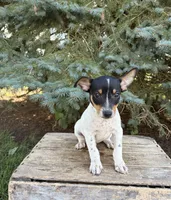 Romeo, a male Rat Terrier for sale in Middlebury, IN – 3 of 4