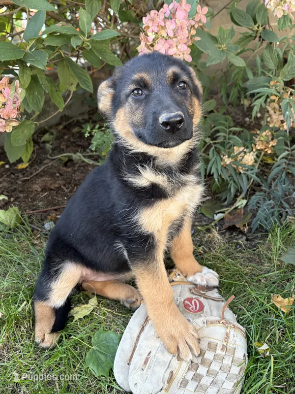 Delaney – German Shepherd Dog puppy for sale in Middlebury, IN