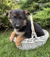 Delaney, a female German Shepherd Dog for sale in Middlebury, IN – 3 of 4