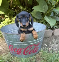 Rocky , a male Dachshund for sale in Middlebury, IN – 4 of 4