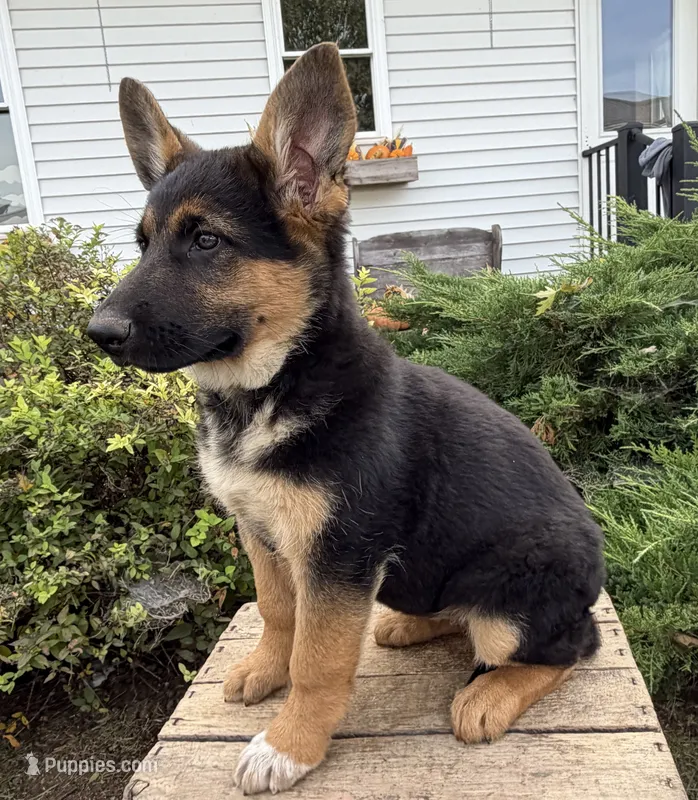 Delaney – German Shepherd Dog puppy for sale in Middlebury, IN