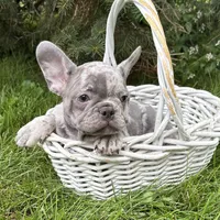 Cyrus , a male French Bulldog for sale in Middlebury, IN – 2 of 5