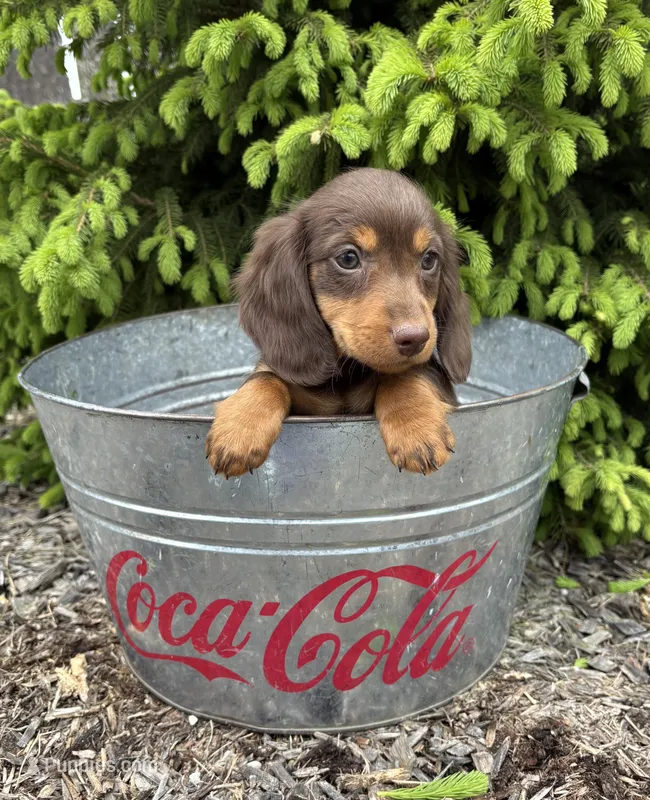 Hosea – Dachshund puppy for sale in Middlebury, IN