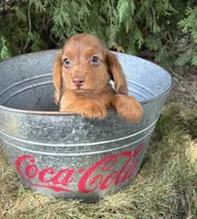 Bowie, a male Miniature Dachshund for sale in Middlebury, IN – 3 of 5