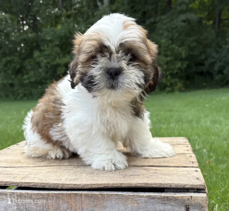 Jinx – Shih Tzu puppy for sale in Middlebury, IN
