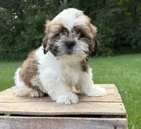 Jinx, a male Shih Tzu for sale in Middlebury, IN – 1 of 4