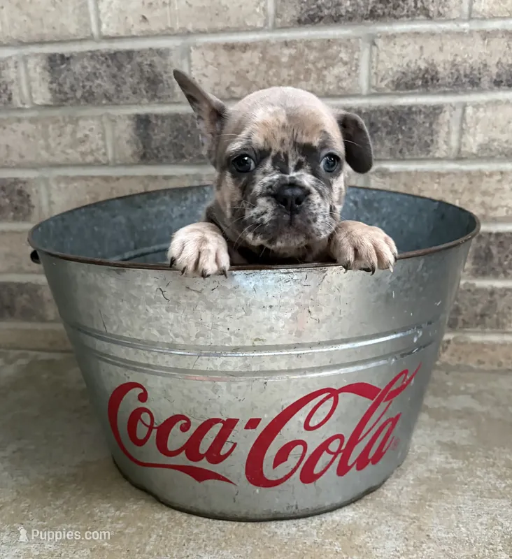 Dixie  – French Bulldog puppy for sale in Middlebury, IN