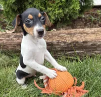 Scout, a male Jack Russell Terrier and Rat Terrier for sale in Middlebury, IN – 2 of 3