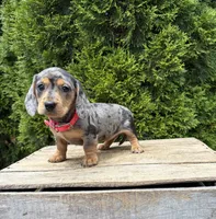Sophie, a female Dachshund for sale in Middlebury, IN – 4 of 5
