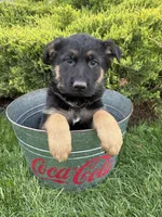 Sasha, a female German Shepherd Dog for sale in Middlebury, IN – Photo 4 of 6