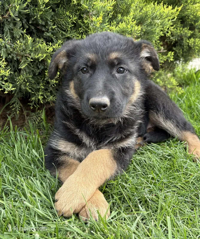 Sasha, a female German Shepherd Dog for sale in Middlebury, IN – Photo 1 of 6