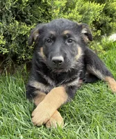 Sasha, a female German Shepherd Dog for sale in Middlebury, IN – Photo 1 of 6