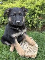 Sasha, a female German Shepherd Dog for sale in Middlebury, IN – Photo 2 of 6