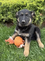 Sasha, a female German Shepherd Dog for sale in Middlebury, IN – Photo 3 of 6