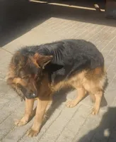 Sasha, a female German Shepherd Dog for sale in Middlebury, IN – Photo 5 of 6