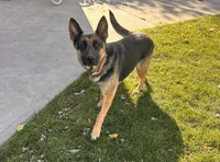 Sasha, a female German Shepherd Dog for sale in Middlebury, IN – Photo 6 of 6