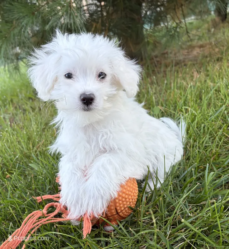 Enzo – Maltese puppy for sale in Middlebury, IN