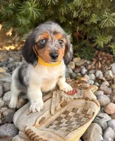 Coconut, a female Dachshund for sale in Middlebury, IN – Photo 1 of 5
