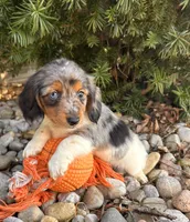 Coconut, a female Dachshund for sale in Middlebury, IN – Photo 2 of 5