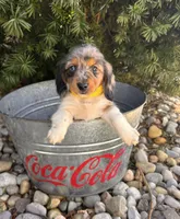 Coconut, a female Dachshund for sale in Middlebury, IN – Photo 4 of 5