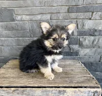 Rocco, a male Pomeranian and Yorkshire Terrier for sale in Middlebury, IN – 3 of 4