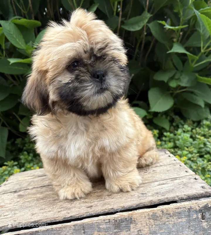 Jackson – Shih Tzu puppy for sale in Middlebury, IN