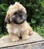 Jackson, a male Shih Tzu for sale in Middlebury, IN – 1 of 4
