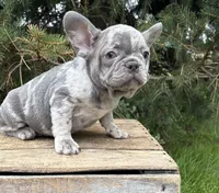 Cyrus , a male French Bulldog for sale in Middlebury, IN – 5 of 5