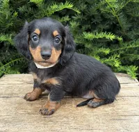 Jemma, a female Dachshund for sale in Middlebury, IN – 3 of 5