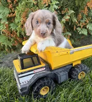 Calihan, a male Miniature Dachshund for sale in Middlebury, IN – 4 of 5